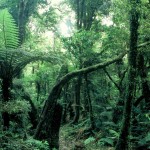 Unangetasteter Primärwald auf der Westküste der Südinsel Neuseelands - Typisch sind hier die Farnbäume und durch die hohen Niederschläge eine hohe Artendiversität von Moosen und Flechten