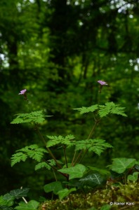 Stinkender Storchschnabel - Geranium robertianum
