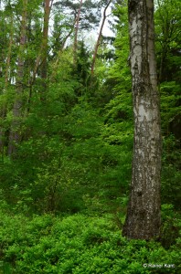 Naturnaher Waldbau mit Kiefern-Fichten Altholz und nachwachsenden Buchen, Lärchen und Birken (Forstamt Rotenburg/Niedersachsen)