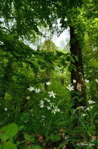 Frühlingsaspekt im Buchenwald mit weißblühender Großer Sternmiere (Stellaria holostea) 