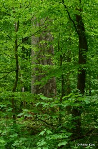 Starke und wertvolle Funiereiche umrahmt von Buchen im Frühlingswald 
