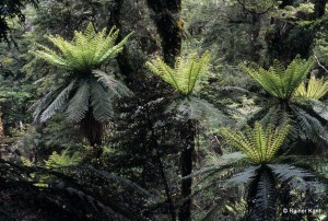 Neuseeländischer Tiefland-Regenwald mit urtümlichen Baumfarnen 