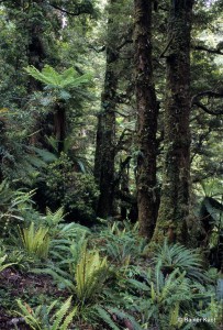 Boden- und Baumfarne im Südbuchenwald Neuseelands