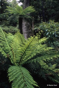 Niederschlagsreicher gemäßigter Regenwald mit reicher Flora aus Baumfarnen - Südinsel Neuseeland 