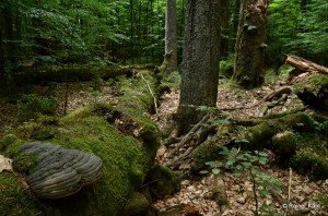 Stark bemoostes liegendes und stehendes Totholz mit Konsolenpilzen im Fichten-Tannen-Buchenwald - Urwaldgebiet Mittelsteighütte (Nationalpark Bayerischer Wald)