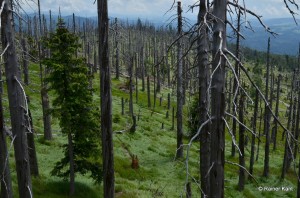 Abgestorbener Bergfichtenwald - durch Luftschadstoffe, Wetterextreme vorgeschädigt und zuletzt  durch den Borkenkäfer vernichtet (Rachel im Nationalpark Bayerischer Wald)