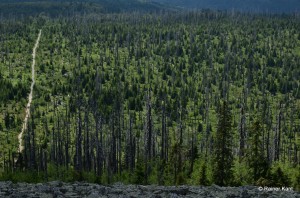 Durch Borkenkäfer vernichteter Bergfichtenwald mit nachwachsendem Jungwald aus Fichten und Ebereschen (Lusen im Nationalpark Bayerischer Wald) 