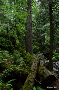 Strukturreicher Bergwald aus Fichten, Buchen und Tannen - Urwaldgebiet Höllbachspreng im Nationalpark Bayerischer Wald