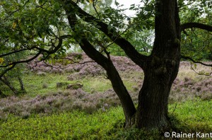 Heidelandschaft mit Eiche im Vordergrundumgeben von Blaubeeren - im Hintergrund Besenheide