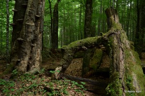 Fichten-Tannen-Buchen Bergmischwald mit über 500 jährigen Bäumen (Schutzgebiet Mittelsteighütte Nationalpark Bayerischer Wald)