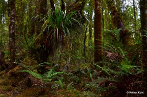 Tieflandregenwald mit Aufsitzerpflanzen, Moosen, Flechten und Farnen