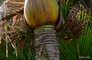 Früchte der Nikau-Palme (Rhopalostylis sapida)