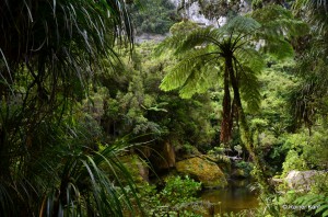 Dichte artenreiche Vegetation aus wärmeliebenden Pflanzen (Nikaupalmen, Baumfarmen,Wurzelkletterern Lianan und Epiphyten) - am Pororari River Westküste Südinsel Neuseelands