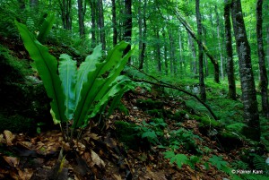 Hirschzungenfarn (Phyllitis scolopendrium)  im Kalkbuchenwald - Unesco Weltnaturerbe "Nationalpark Plitvicer Seen" in Kroatien 