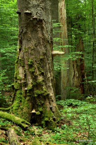 Alte Rotbuchen von Moosen und Zunderschwämmen besiedelt (vorn) - Urwaldgebiet Mittelsteighütte im Nationalpark Bayerischer Wald
