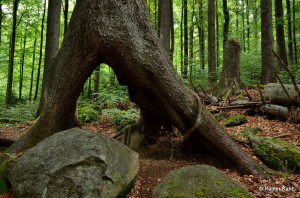 Fichte mit Stelzwurzeln (vielleicht auf einem Baumstumpf gewachsen, der mit der Zeit zersetzt wurde) Nationalpark Bayerischer Wald