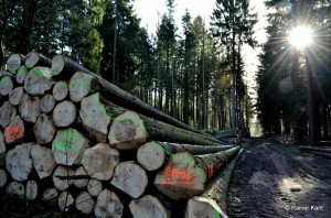 Endprodukt der Holzernte im Nadelwald - Fichtenlangholz zum Abtransport bereitgestellt 