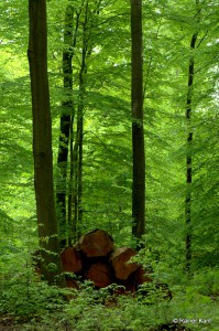 Buchenwald im Frühling mit geerntetem Holz  