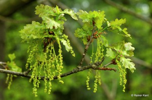Stieleiche (Quercus robur) mit männlichen Blütenständen (Kätzchen)  