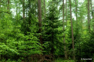 Lärchenwald mit Naturverjüngung aus Fichte, Buche und Lärche (Naturnahe Bewirtschaftung nach dem Dauerwaldprinzip - Rotenburg/Niedersachsen) 