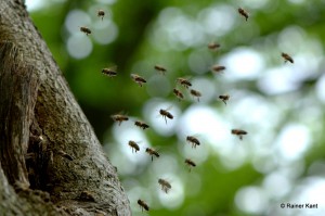 Wildbienen beim Befliegen ihres Nestes - in einer Baumhöhle einer Stieleiche