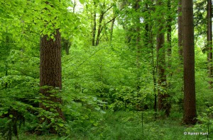 Douglasien-Eichenwald mit Naturverjüngung aus Rotbuche, Douglasie, Fichte und Bergahorn (Grafeler Holz - Rotenburg in Niedersachsen) 
