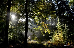 Herbstsonne im naturnahen Mischwald